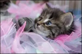 Quand le chat est heureux, que fait-il ?