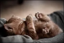 Le chat a la langue :