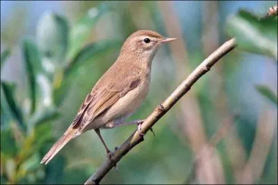 Quel est le nom de cet oiseau ?