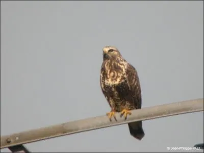 Comment s'appelle-t-il ?