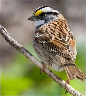 Cet oiseau se nomme...