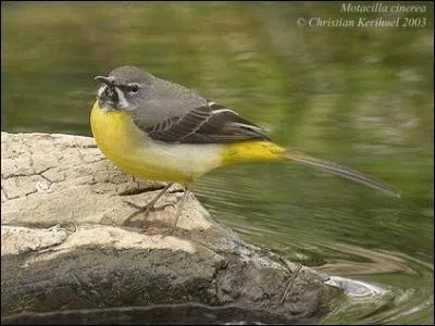 Comment s'appelle-t-il ?