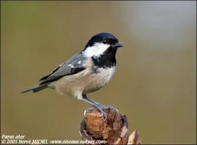 Quelle est cette espce ?