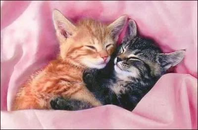  ct de quoi les chats ne doivent-ils pas manger ?