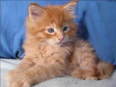 Un chat aime-t-il les chiens ?