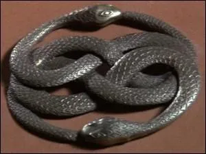 Quels sont les symboles de Fantasia et ce qui fait galement vivre ce monde ?