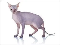 Quelle est la race du chat sur la photo ?