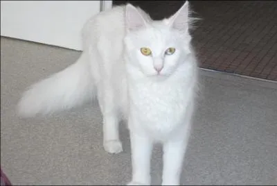 Quelle est la race du chat sur la photo ? (Indice : il est trs joueur)