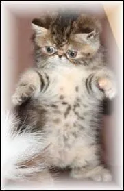 Quelle est la race du chat sur la photo ?