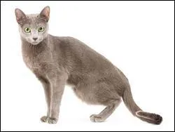 Quelle est la race du chat sur la photo ?