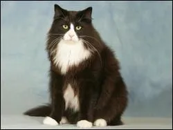 Quelle est la race du chat sur la photo ?