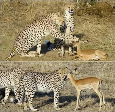 Le petit d'un gupard et d'une gazelle s'appelle la gupire !