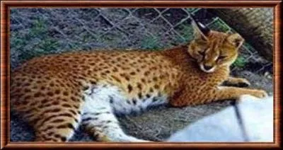 Le petit d'un mle caracal et d'une femelle serval s'appelle le caraval !