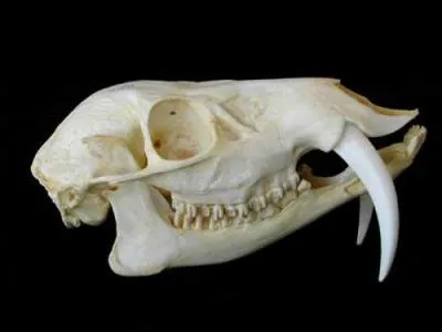 Selon vous,  qui appartient ce crne ?