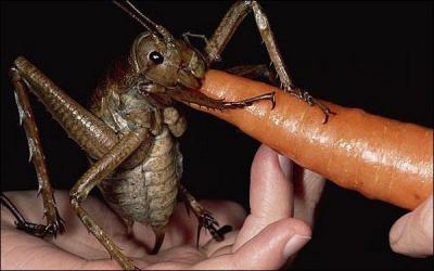 C'est un insecte gant de Nouvelle-Zlande, une sorte de criquet dpourvu d'ailes !