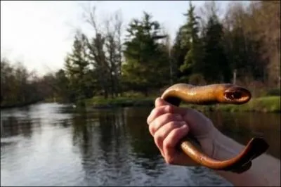 Cet animal n'est pas un poisson, au sens strict du terme, mais dans certaines rgions de France, il est pch depuis des sicles !