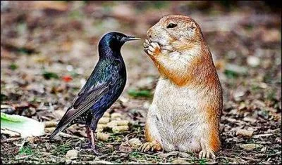 On trouve cet oiseau un peu partout, certains d'entre nous le ctoient tous les jours, mais allez-vous le reconnatre ?