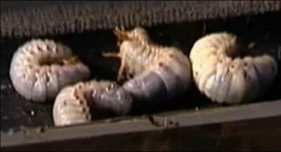 Que doivent-ils faire avec les vers ?