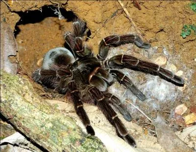 Quelle est l'araigne dclare la plus dangereuse pour l'homme ?