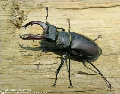 Quel est cet insecte qui appartient  la famille des coloptres ?