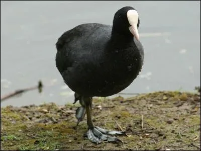 Quel est le nom de cet oiseau ?