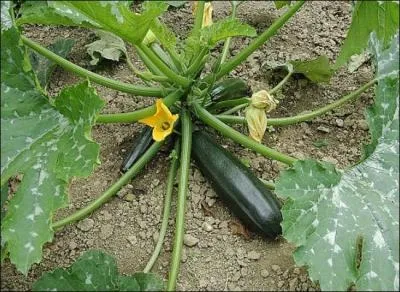 Pourquoi donne-t-on  la  courgette  ce nom, qui est en fait un diminutif ?
