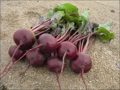 Parmi ces trois betteraves, laquelle cuisinons-nous en petits cubes et en salade et appelons-nous  betterave rouge  ?