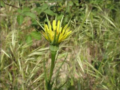Quelles plantes herbaces appartenant  la famille des Astraces sont du genre  Tragopogon  ( la bonne vtre ! ) ?