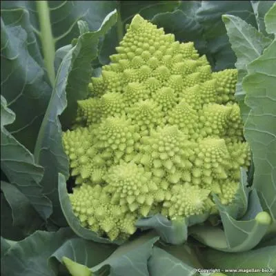 Comment appelle-t-on plus souvent le  chou de Chypre  ?