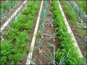 De quel lgume dlicieux la gironille, le faux chervis, la pastenade et la moulette sont-ils des synonymes ?