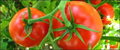 Quelle est l'origine du mot  tomate  ?