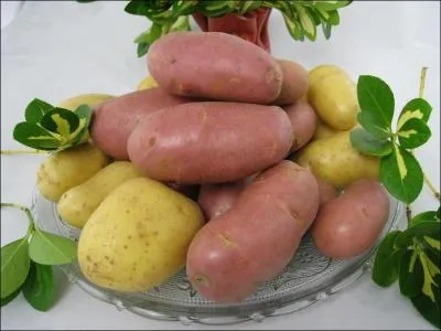 D'o vient la pomme de terre ?