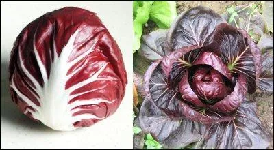 Quelle salade de la rgion vnitienne,  la jolie couleur blanche et rouge, porte le nom d'une ville italienne ?