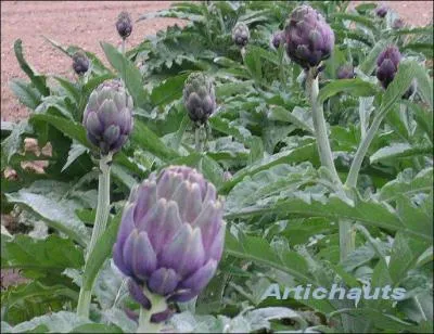 De quelle plante l'artichaut est-il en fait une varit particulire ?