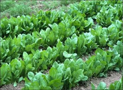 Quelle est la particularit de la pousse de l'endive ?