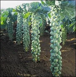 Quel lgume, produit  l'origine dans la commune de Saint Gilles, en Belgique, se vit cultiver  verticalement  pour gagner de la place sur la capitale voisine et  l'extension galopante ?