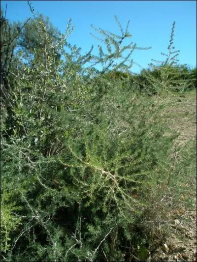 L'asperge, connue des romains, est une espce dite  dioque . Qu'est-ce  dire ?