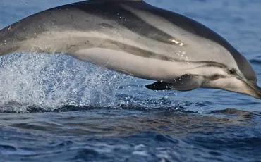 Quiz Dauphins