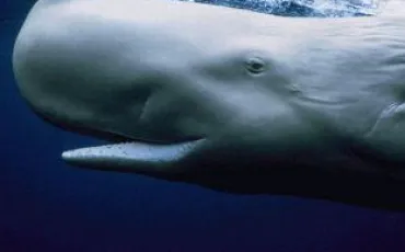 Quiz Baleines