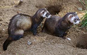 Quiz Mustelides