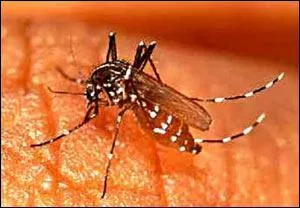 Sur 100 maladies frappant les habitants du tiers-monde quel est le pourcentage de celles liées au manque d'eau ?