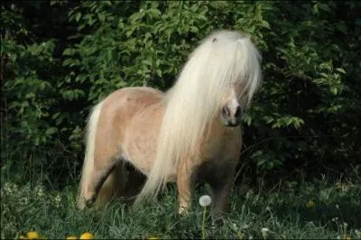 Quelle est la couleur de la robe de ce cheval ?