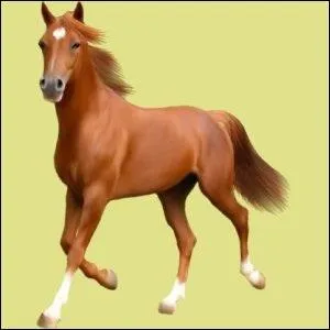 Quelle est la robe de ce cheval ?