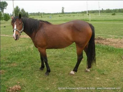 Quelle est la robe de ce cheval ?