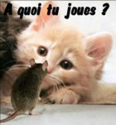 Quelle signification correspond le mieux  l'expression  jouer au chat et  la souris  ?