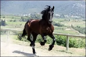 Quelle est cette allure ?