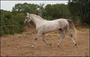 Quelle est cette allure ?