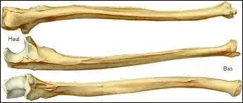 Le cubitus est-il un os des jambes ou des bras ?