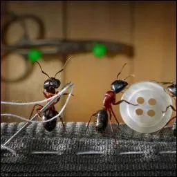  C'est mon p'tit doigt qui me l'a dit / Au jardin des deux chats gris / Une fourmi en bigoudis / Est sortie de son trou de souris.   Que fait donc  mon p'tit doigt  ?