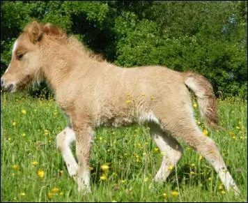 Quelle est la robe de ce poulain ?